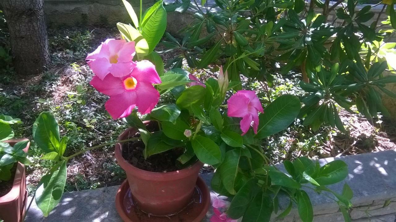 B&B Il Villino Torre Dell'Orso Zewnętrze zdjęcie